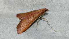 Endotricha ignealis