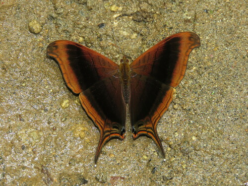 Marpesia zerynthia
