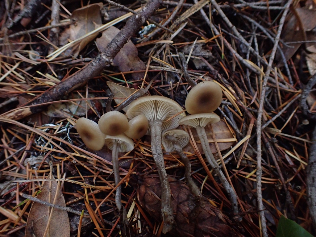 Tephrocybe sp. 'CA05'