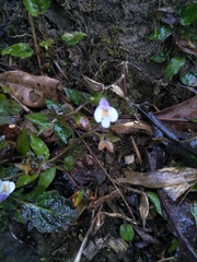 Mazus pumilus