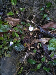 Mazus pumilus