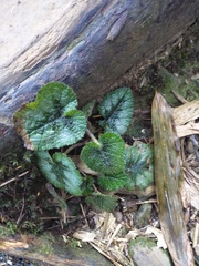 Rubus pectinellus