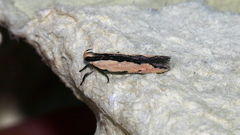 Ardozyga mesochra