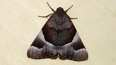 Niceteria macrocosma