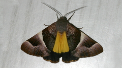 Niceteria macrocosma