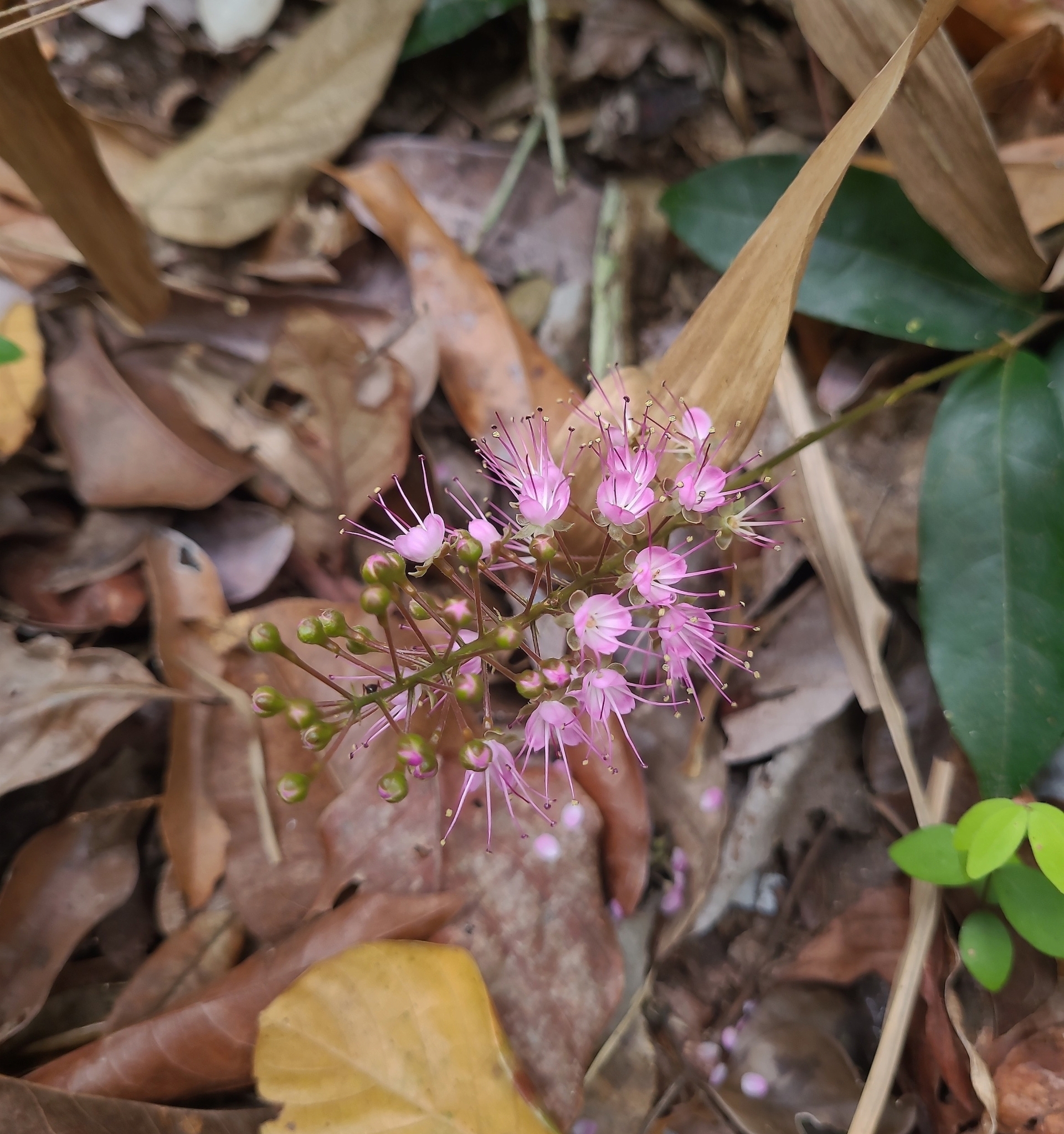 Hirtella racemosa