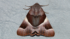 Niceteria macrocosma