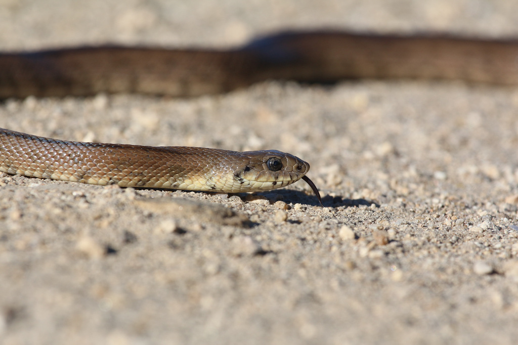 Ladder Snake from Gouveia, 6290, Portugal on September 21, 2018 at 09