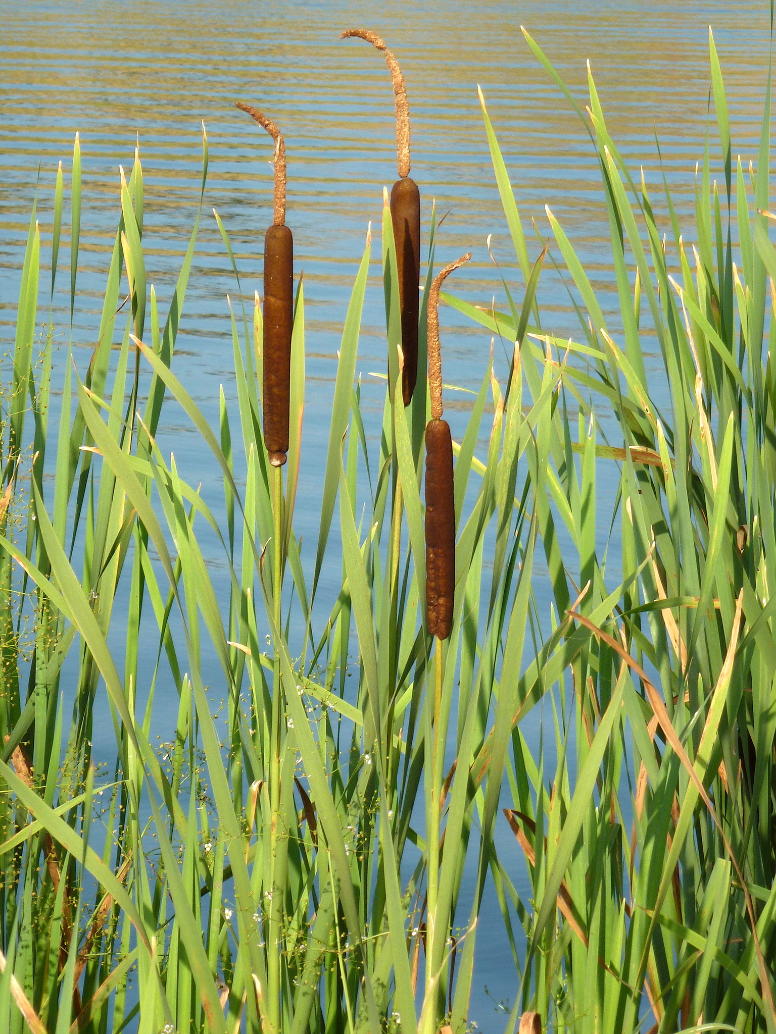 bulrushes cattails and allies Family Typhaceae iNaturalist