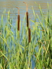 Bulrushes, Cattails, and Allies - Photo (c) Serge M. Appolonov, some rights reserved (CC BY-NC), uploaded by Serge M. Appolonov