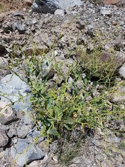 Physorhynchus chamaerapistrum