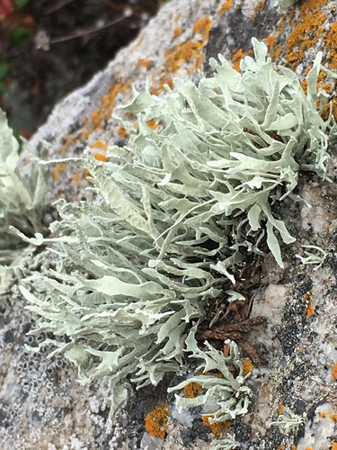 Armored Sea-Fog Lichen