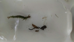 Rhyacophiloidea