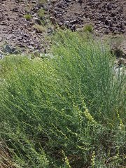 Ochradenus aucheri