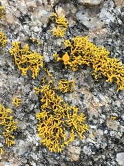 Polycauliona coralloides