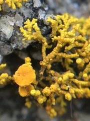 Polycauliona coralloides