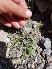 Nanorrhinum hastatum