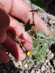 Nanorrhinum hastatum