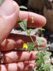 Nanorrhinum hastatum