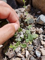 Nanorrhinum hastatum