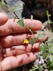Nanorrhinum hastatum