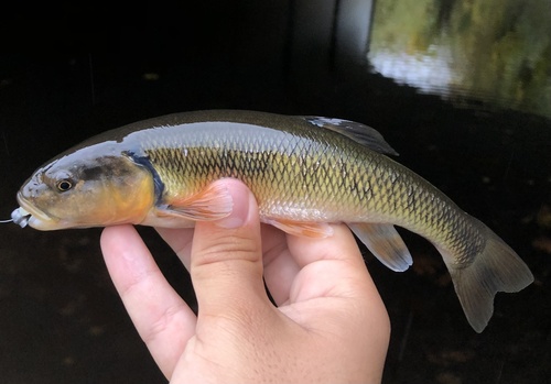 Creek Chub