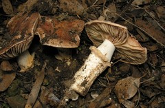Tricholoma austrocolossus