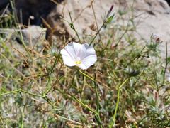 Convolvulus virgatus