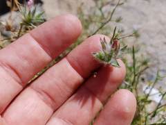 Convolvulus virgatus