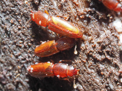 Rhizophagus perforatus