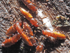 Rhizophagus perforatus