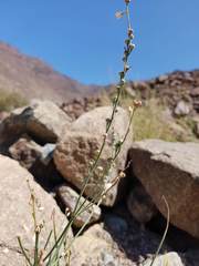 Asphodelus tenuifolius