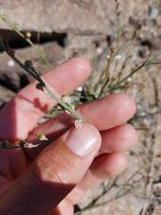 Asphodelus tenuifolius