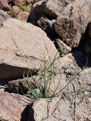 Asphodelus tenuifolius