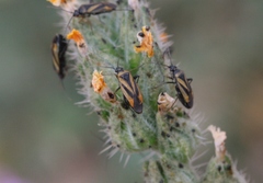 Plagiognathus moerens