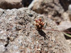 Plantago amplexicaulis