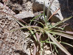 Plantago amplexicaulis