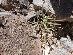 Plantago amplexicaulis