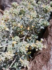 Teucrium stocksianum