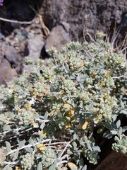 Teucrium stocksianum