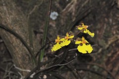 Trichocentrum cebolleta
