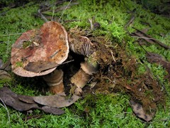 Tricholoma austrocolossus