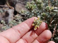 Teucrium stocksianum