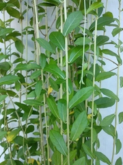 Tarlmounia elliptica