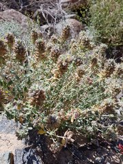 Teucrium stocksianum