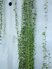 Tarlmounia elliptica