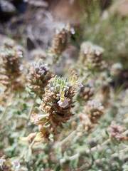 Teucrium stocksianum