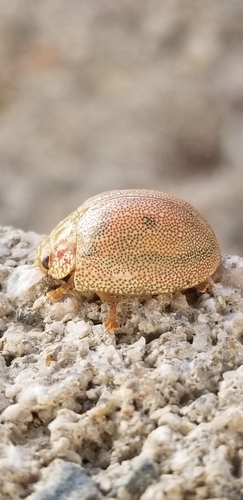 Dotted Paropsine Leaf Beetle photo 5
