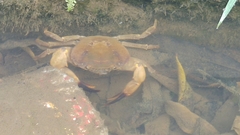 Parathelphusa convexa