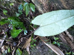 Asarum hypogynum